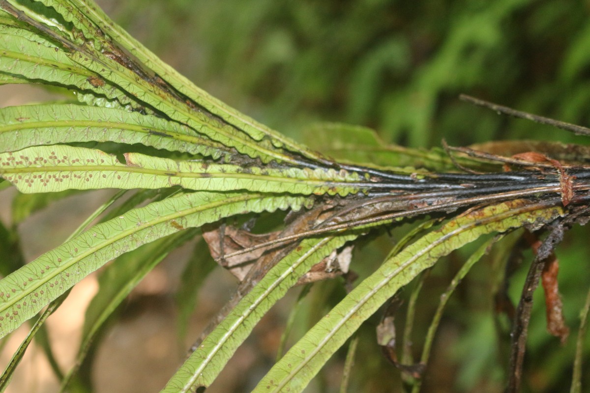 Alsophila sinuata  (Hook. & Grev.) R.M.Tryon